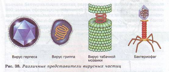 Вирусные частицы