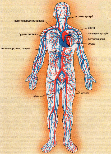 Кровоносна система людини