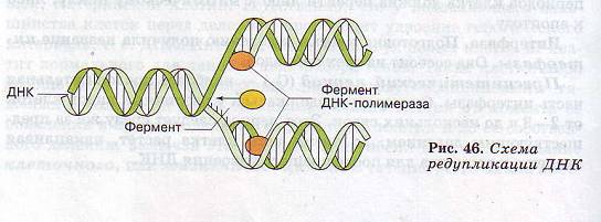 Схема ДНК