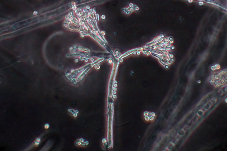 микроскопический почвенный гриб пеницилл