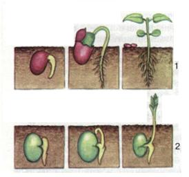 Мал. 123. Надземний (1) і підземний (2) типи проростання насіння.jpg