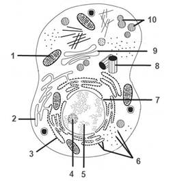 Bio8 9 2.jpg