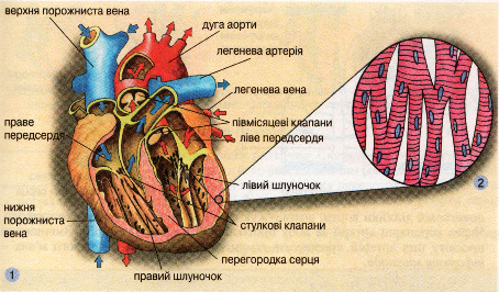 Будова серця (1). Будова серцевого м'яза (2)
