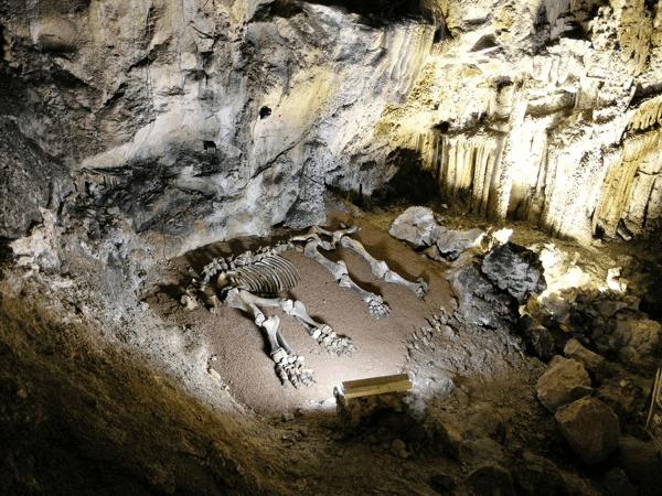 Скелет мамонта, відновлений під час розкопок у печері Баір (Крим)