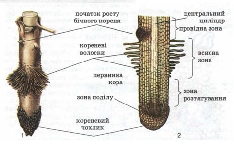 Тема 15. Клітинна будова кореня — Гипермаркет знаний