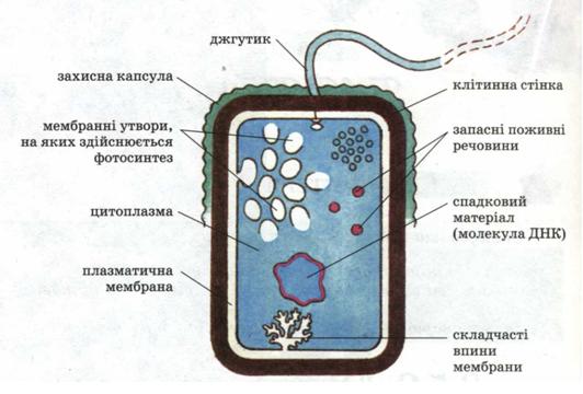Схема будови клітини прокаріотів. фото