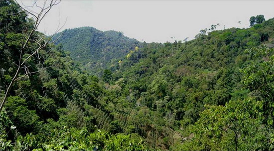 Екваторіальний ліс