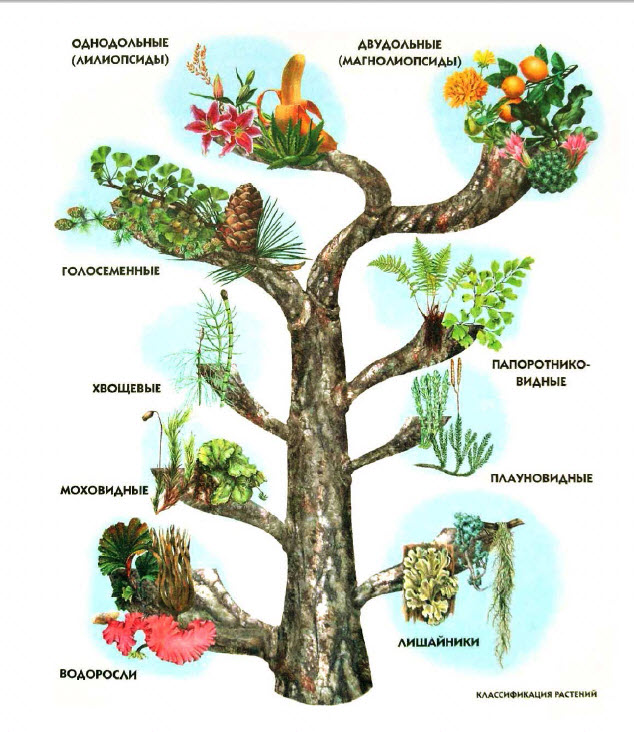 Різноманітність царства рослин