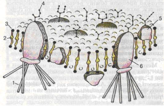 Схема будови клітинної мембрани