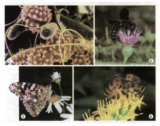 Мал. 106. Особливі пилкові зерна (1) і суцвіття (2-4) - усе це пристосування рослин до запилення комахами.jpg