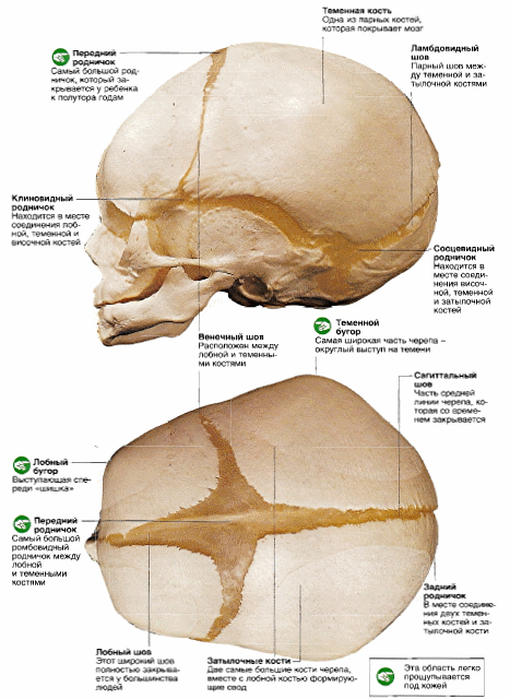 соединение костей черепа