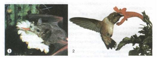 Мал. 102. Запилення за допомогою кажанів (1) і птахів (2).jpg