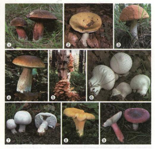 Мал. 201. їстівні шапкові гриби.jpg