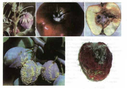 Плоди, уражені борошнисторосяними грибами. фото
