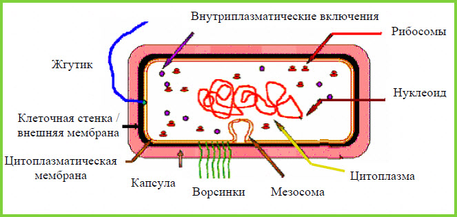 Будова прокаріотичної клітини