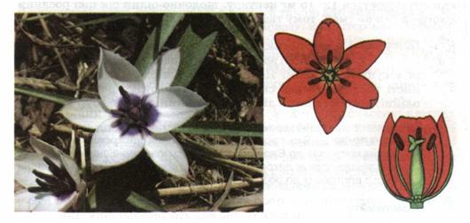 Файл:Мал. 188. Квітка лілійних.jpg