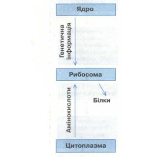 Схема біосинтезу білка