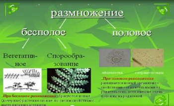 Види розмноження рослин і тварин. Повні уроки — Гипермаркет знаний