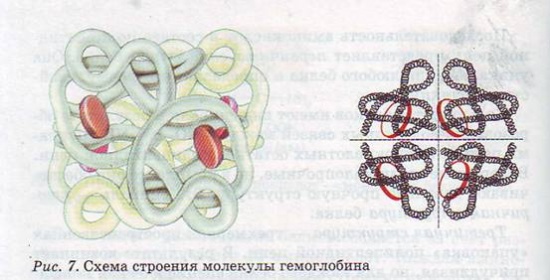 Состав и строение белков — Гипермаркет знаний