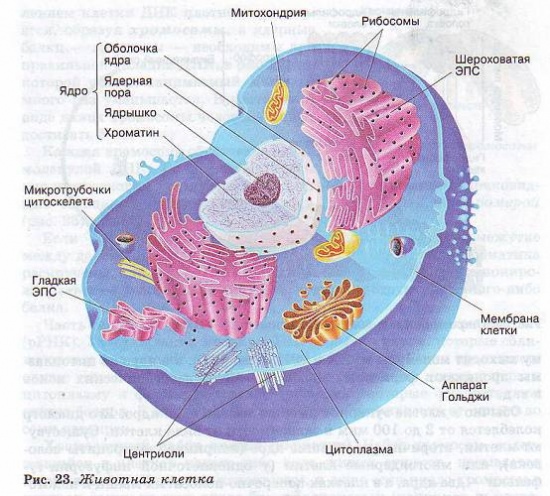 Животная клетка