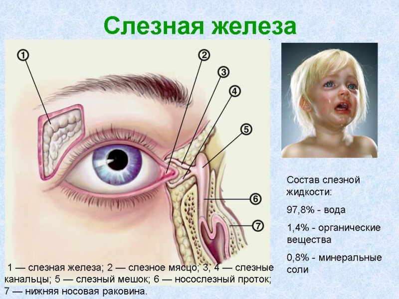 Коньюктивный мешок где находится Коньюктивный мешок где находится