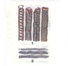 Різні типи судин ( 1) і трахеїди (2)