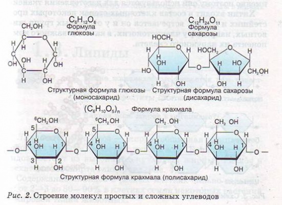 Почему не молекулы белков или углеводов а именно молекула днк Почему не молекулы белков или углеводов а именно молекула днк