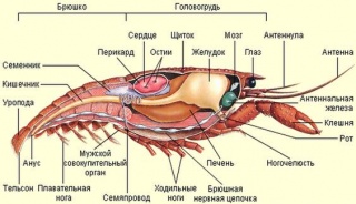 Compare respiratory organs in the crayfish and the 
