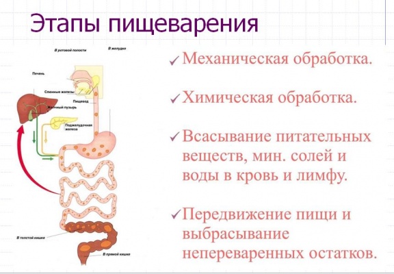 система правильного питания для похудения система правильного питания для похудения