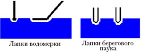 насекомые